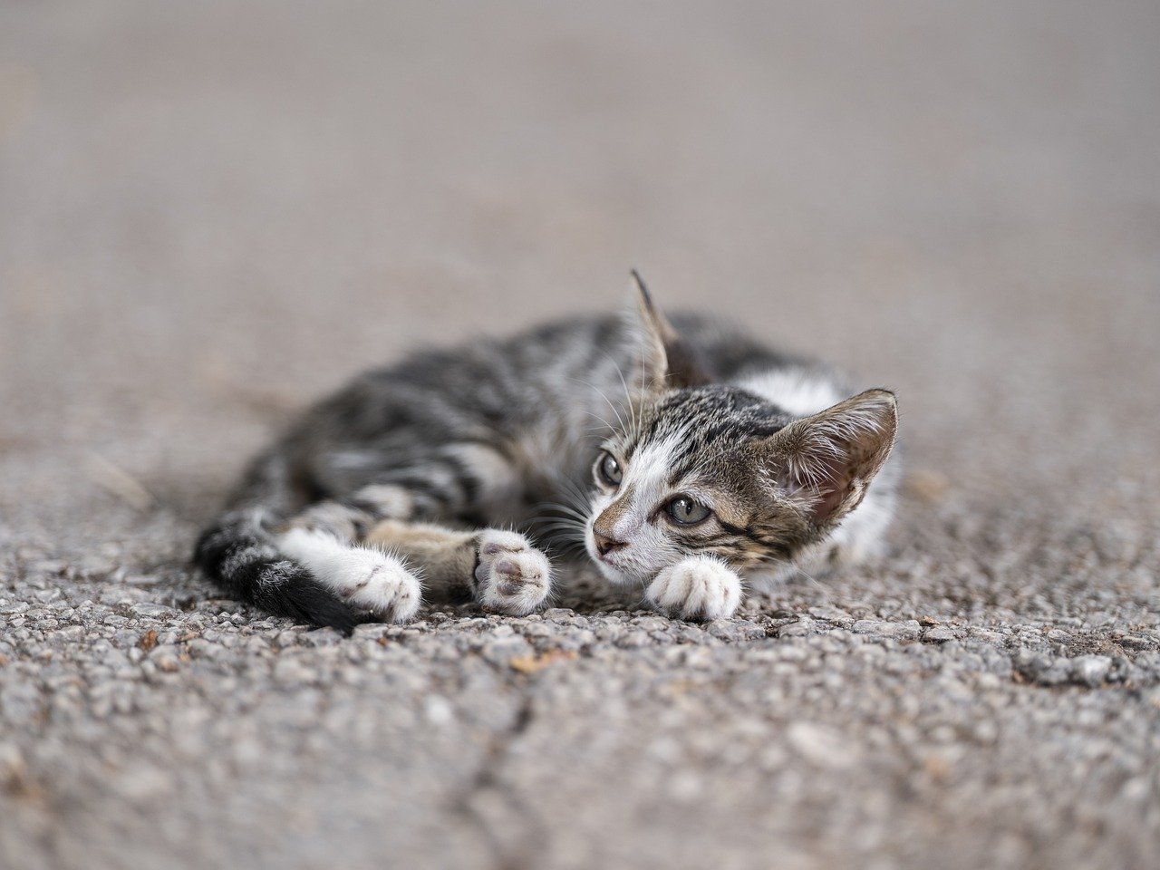 How to Create a Grooming Schedule for Cats